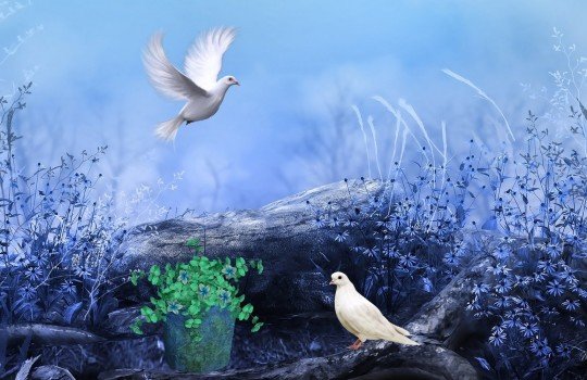 Amazing Birds