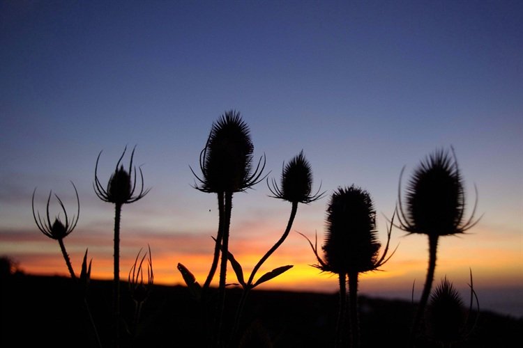 Beautiful Nature